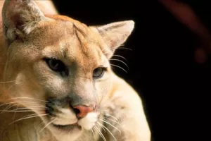 Svijet ostao bez još jedne životinjske vrste, izumrla istočna američka puma