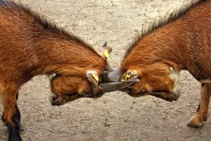 'Počupana kosa, krv na rukama': Nutella na popustu pretvorila kupce u životinje