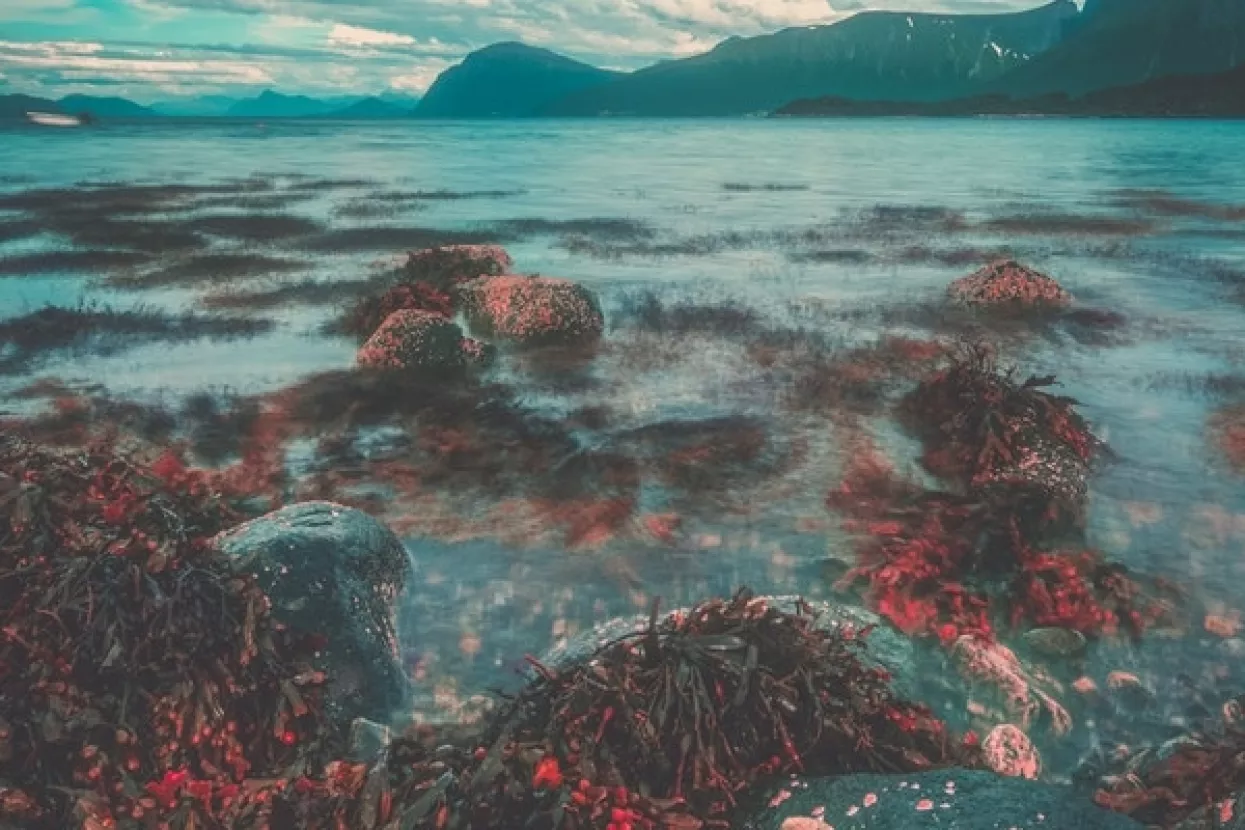 Trećina koraljnih grebena preplavljena plastikom