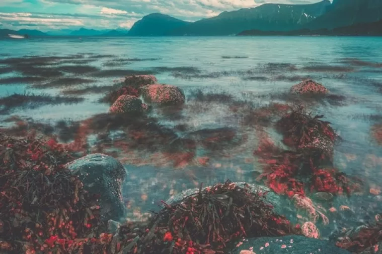 Trećina koraljnih grebena preplavljena plastikom