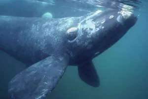 Kanada novim mjerama štiti ugrožene Sjevernoatlantske prave kitove