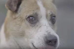 VIDEO: Dokumentarac 'Pasji život – sarajevske lutalice' zgrozio Europski parlament