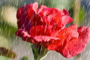 Stopa preživljavanje od raka raste, ali samo u bogatim zemljama