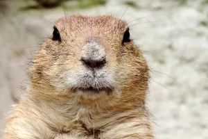 Svizac Phil ugledao svoju sjenu, slijedi još šest tjedana zime