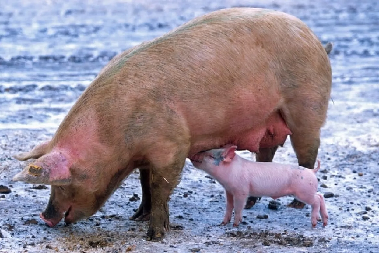 U kvotama za potrošnju plavog dizela četiri nova sektora