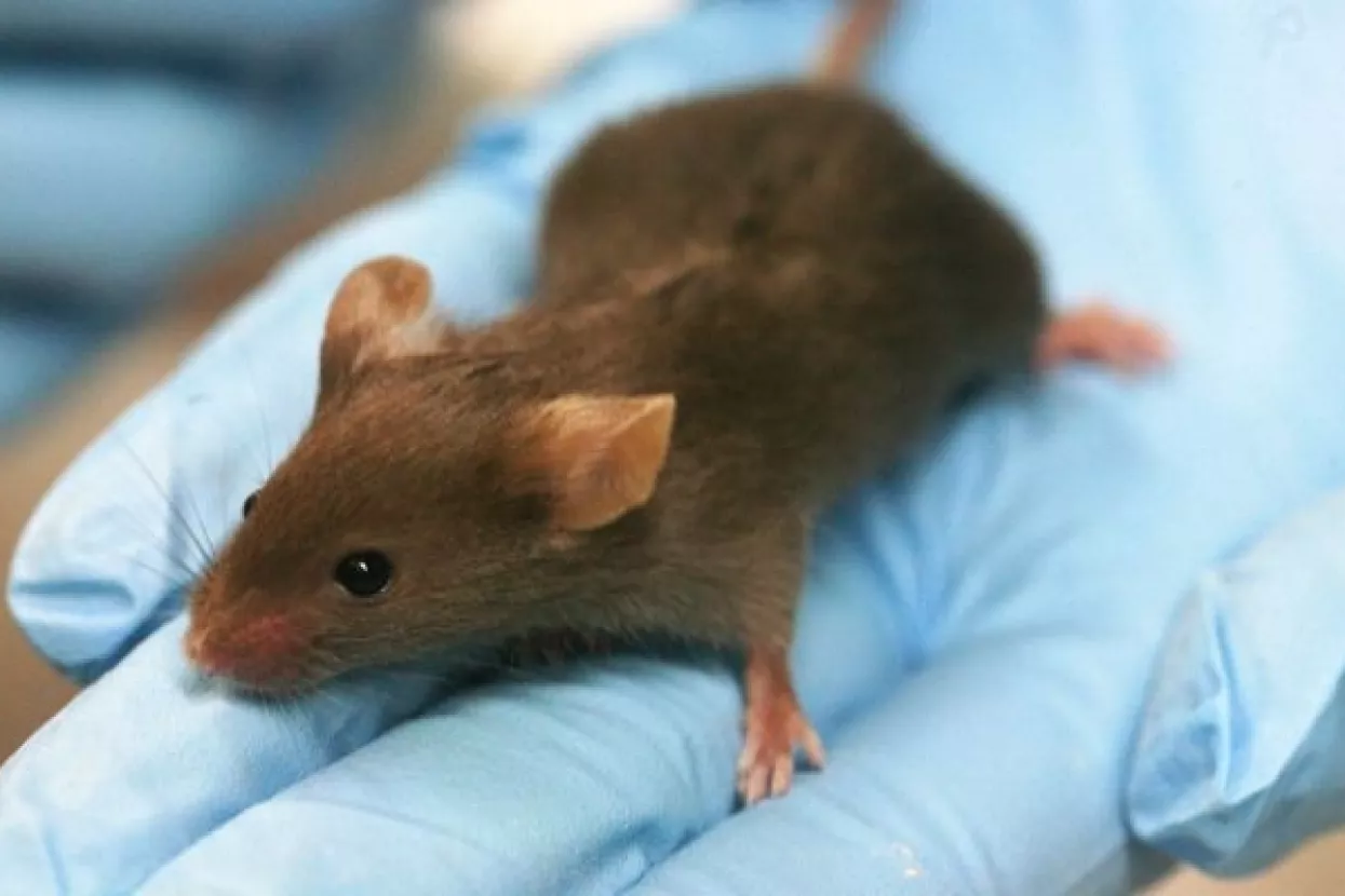 Stanford testira zapanjujuće uspješno 'cjepivo' protiv tumora