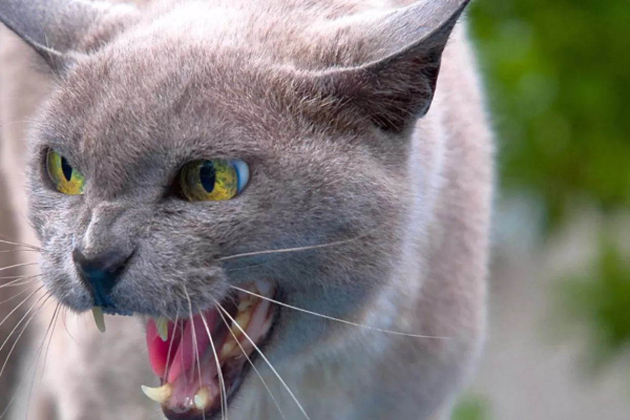 Ugrize životinja opasno je podcijeniti, godišnje zbog njih život izgubi 55 tisuća ljudi