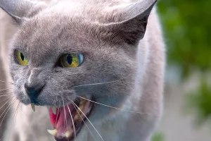 Ugrize životinja opasno je podcijeniti, godišnje zbog njih život izgubi 55 tisuća ljudi
