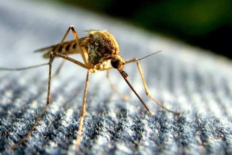 Znanstvenici: Komarci pamte tko ih je poku&scaron;ao 'srediti'