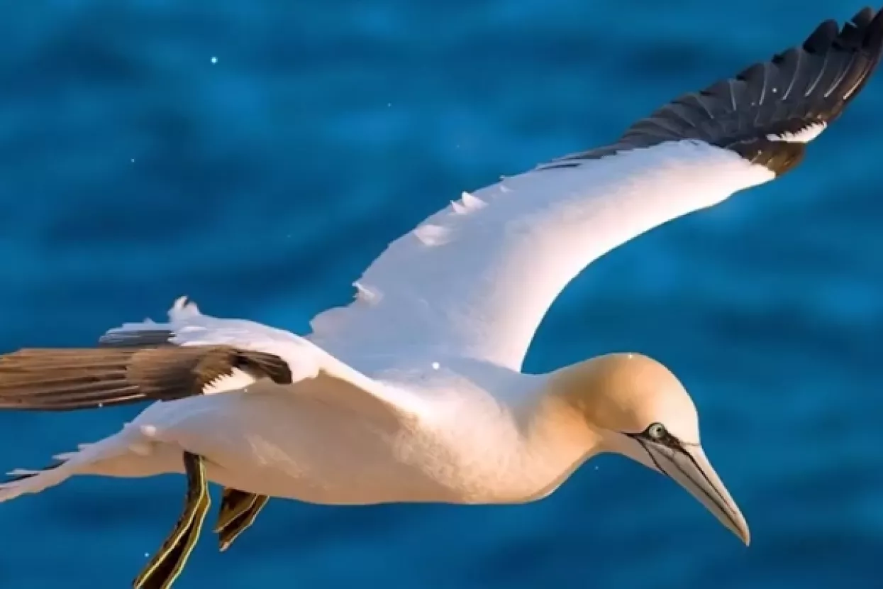 Tijelo Nigela, najusamljenije ptice na svijetu, pronađeno pokraj njegove kamene ljubavi