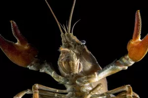 Rakovi mutanti pobjegli iz njemačkog akvarija prerasli u invazivnu vojsku klonova