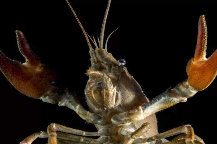 Rakovi mutanti pobjegli iz njemačkog akvarija prerasli u invazivnu vojsku klonova