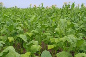 Hrvatski duhani: Raste vrijednost proizvodnje, zajamčen otkup u sklopu BAT-a