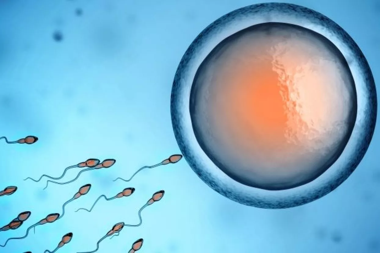 Znanstvenici ovladali stvaranjem ljudskih jajašca