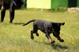 MUP kupuje četveronožna pojačanja