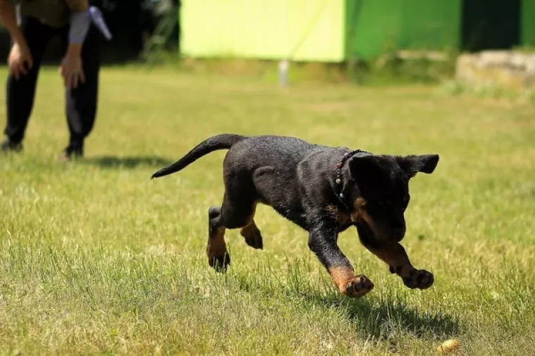 MUP kupuje četveronožna pojačanja