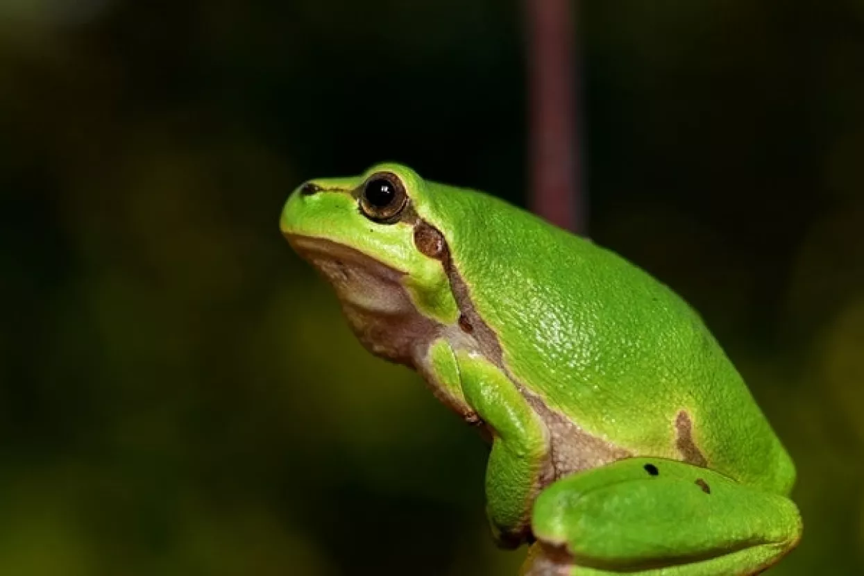 Romeo, najusamljeniji žabac na svijetu, u potrazi za Julijom