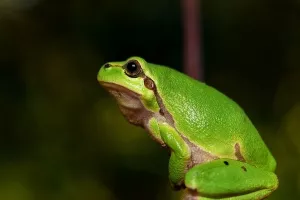 Romeo, najusamljeniji žabac na svijetu, u potrazi za Julijom
