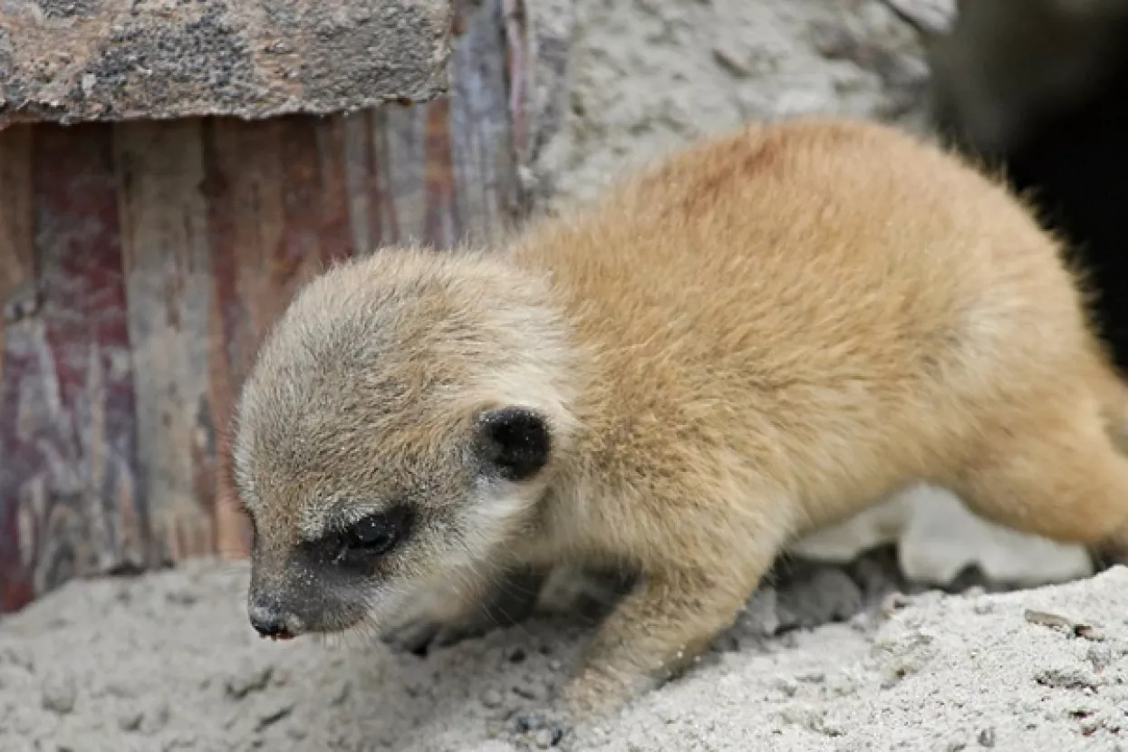 Maksimirska šuma bogatija za dvije 'zvjerke'