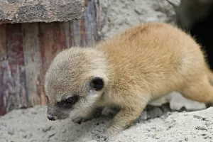 Maksimirska šuma bogatija za dvije 'zvjerke'