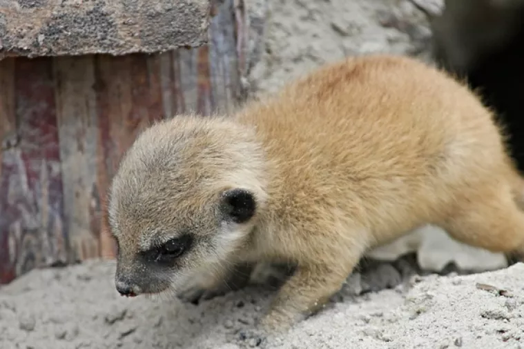 Maksimirska šuma bogatija za dvije 'zvjerke'
