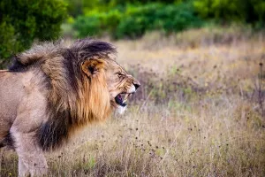 Karma: Čopor lavova pojeo muškarca za kojeg se sumnja da je krivolovac