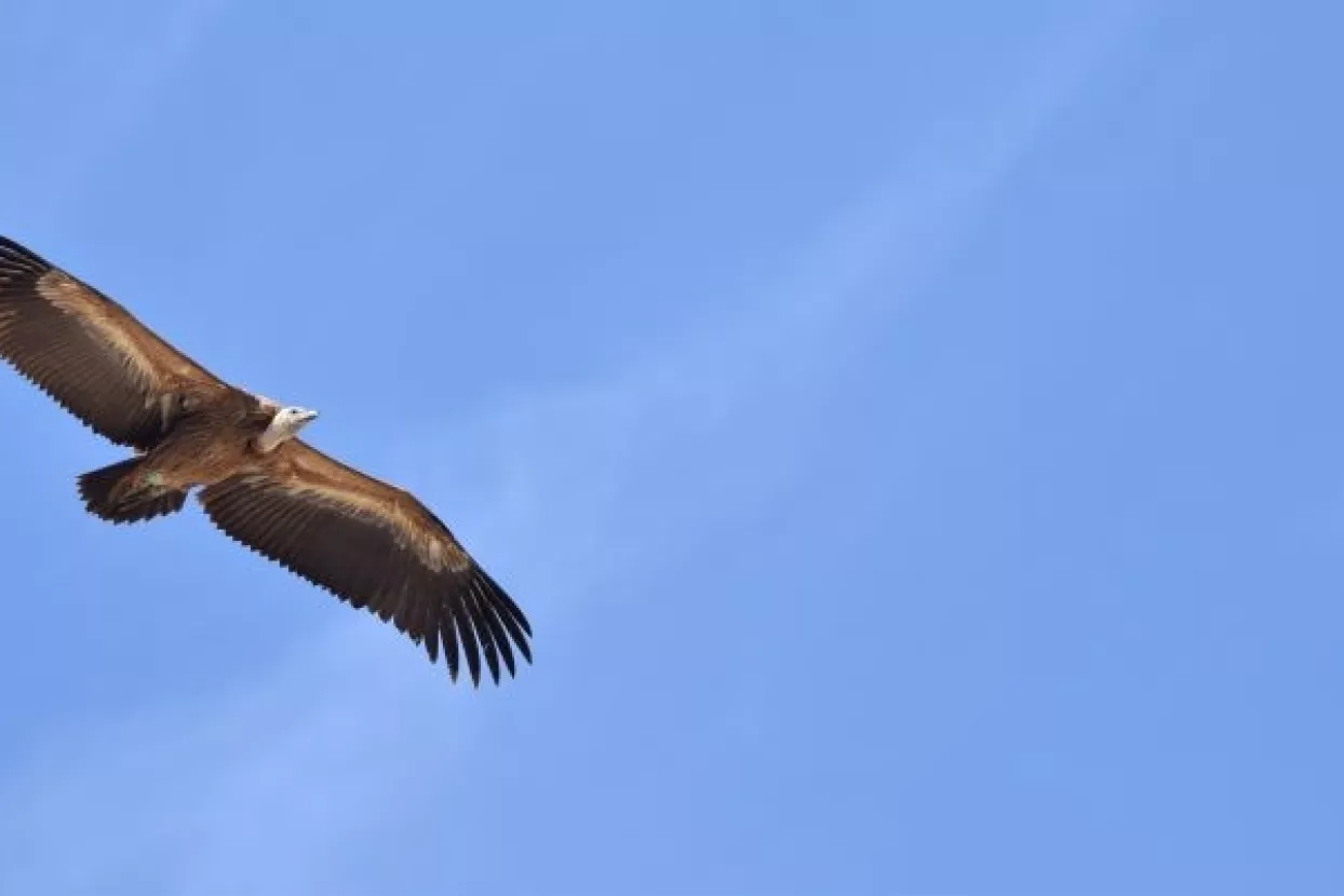 U orlovom gnijezdu: Zmijar Paško preletio 6054 kilometara u 25 dana