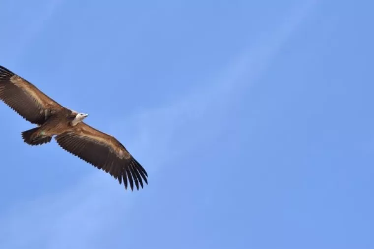 U orlovom gnijezdu: Zmijar Paško preletio 6054 kilometara u 25 dana