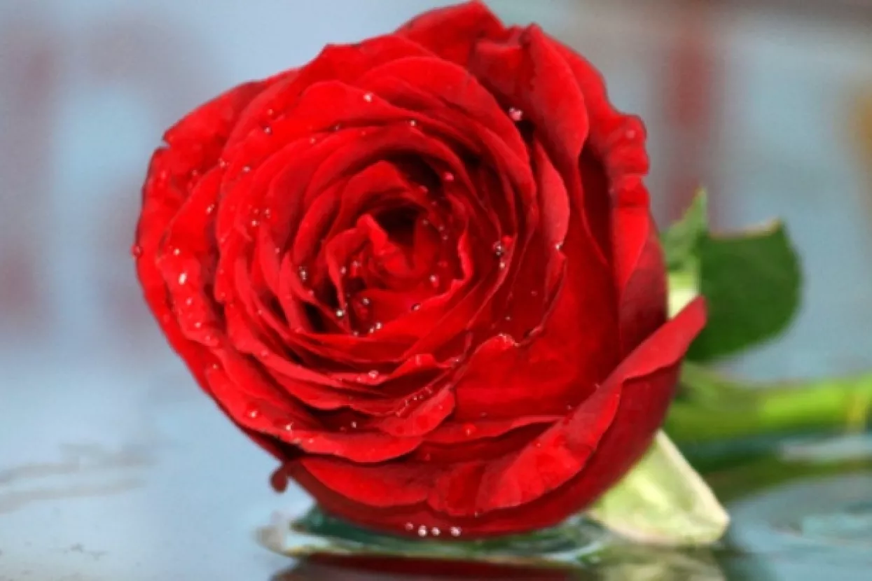 Slovački grad želi postati epicentar ljubavi