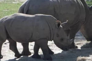 Egzotična zima u zagrebačkom ZOO-u: O Davidu i Golijatu među životinjama
