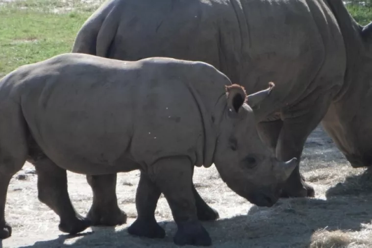 Egzotična zima u zagrebačkom ZOO-u: O Davidu i Golijatu među životinjama