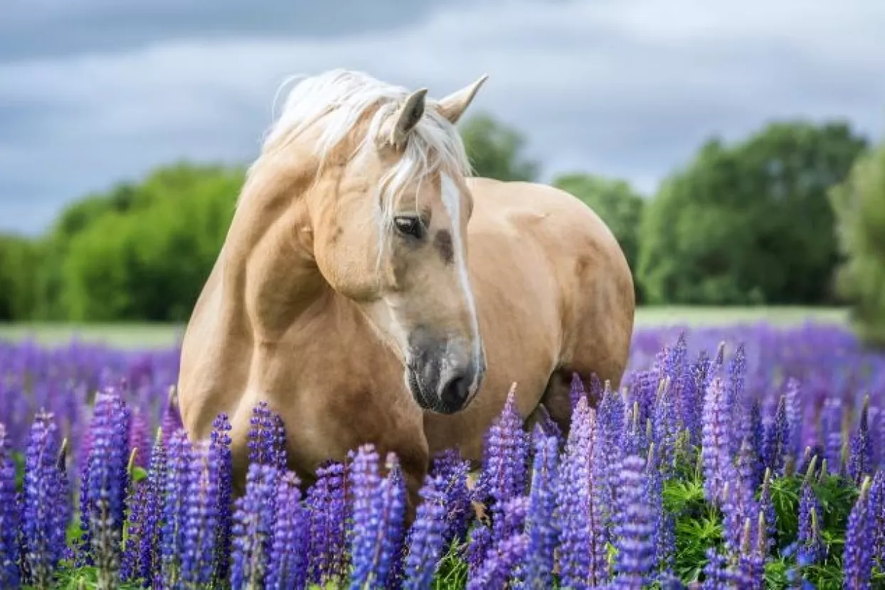 U ruralnom Verdunu liječnik sijede kose i njegovana brka pacijente obilazi na konju