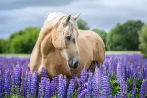 U ruralnom Verdunu liječnik sijede kose i njegovana brka pacijente obilazi na konju