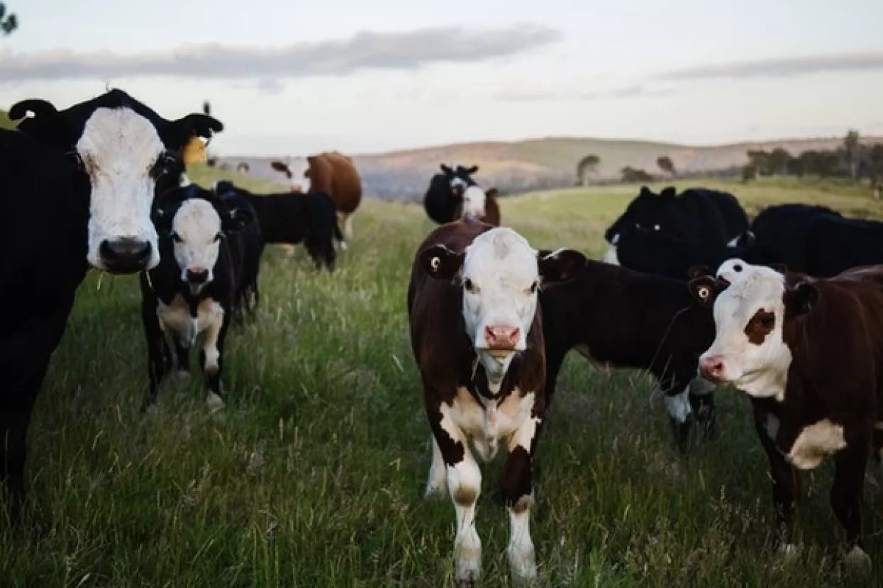 Ministarstvo poljoprivrede za 73 posto povećalo sredstva za praćenje i kontrolu bolesti životinja