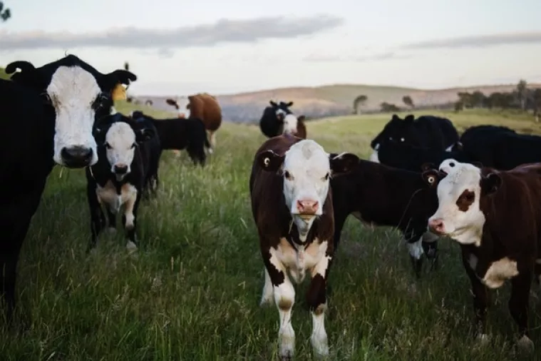 Ministarstvo poljoprivrede za 73 posto povećalo sredstva za praćenje i kontrolu bolesti životinja