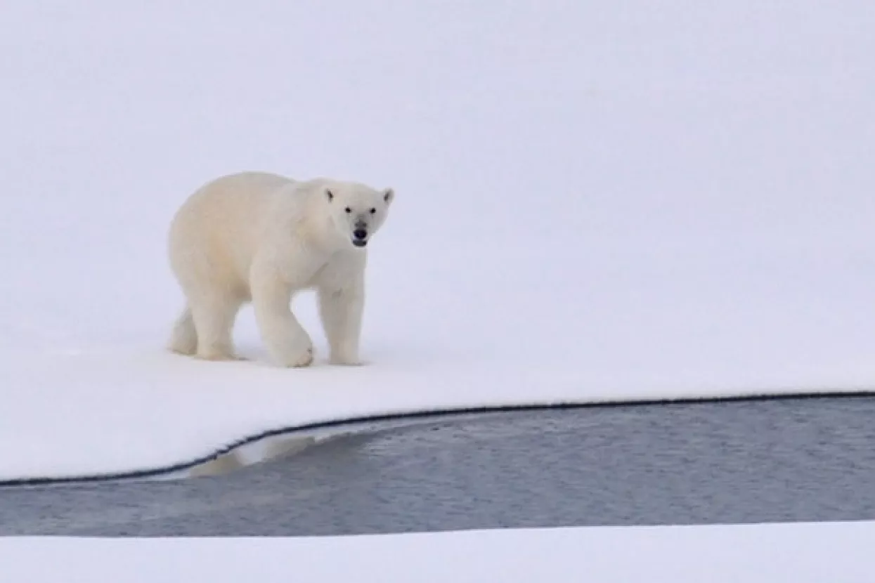 Svjedočimo najvećem topljenju arktičkog leda u posljednjih 1500 godina