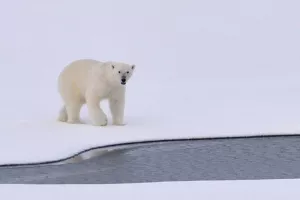 Svjedočimo najvećem topljenju arktičkog leda u posljednjih 1500 godina