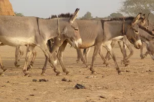 Slovenski bankar usporedio stanje u Crnoj Gori s onim u Burkini Faso i zaradio otkaz
