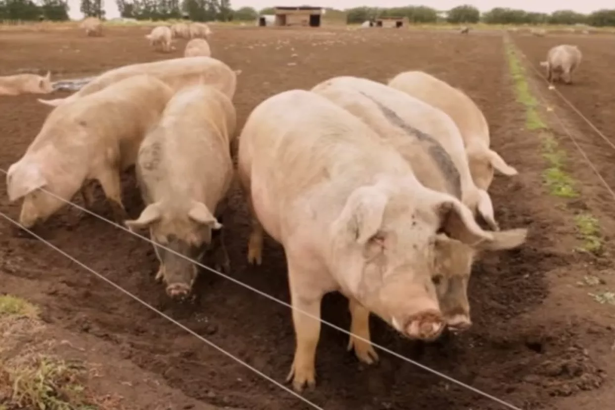 Slavonskom svinjogojcu pola milijuna eura