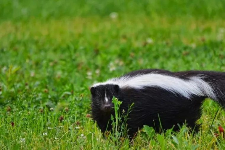 Rješavao se tvora, riješio se kuće