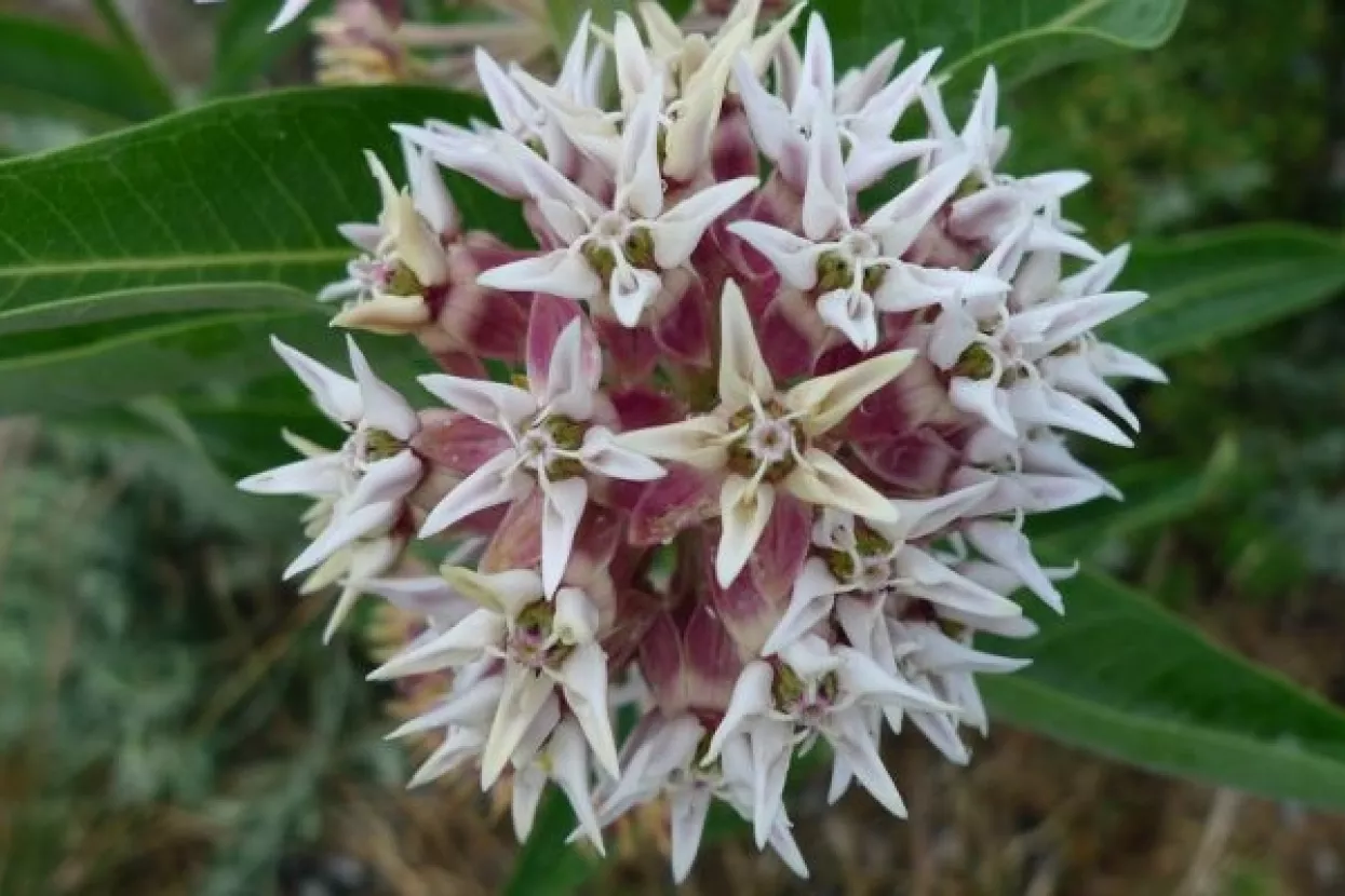 Biljke 'apdejtaju' načine za&scaron;tite od insekata