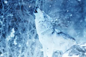 Tanjug: U Dalmaciji se ljudi i vukovi bore za hranu