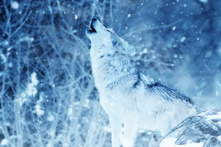 Tanjug: U Dalmaciji se ljudi i vukovi bore za hranu