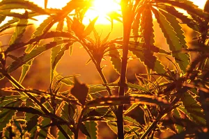 Josić: Marihuana će se legalizirati prije ili kasnije, profitirat će oni koji to prvi učine