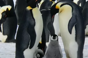 Kraljevskim pingvinima prijeti izumiranje 