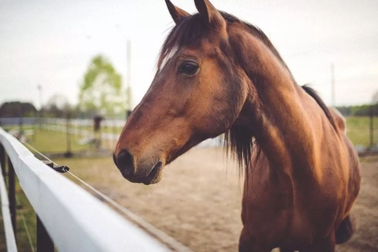 Terapeutsko jahanje može ublažiti simptome PTSP-a