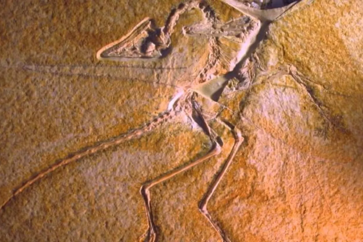 Fosil pretpovijesnog ptića pomaže znanstvencima razumijeti razvoj ptica