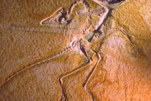 Fosil pretpovijesnog ptića pomaže znanstvencima razumijeti razvoj ptica