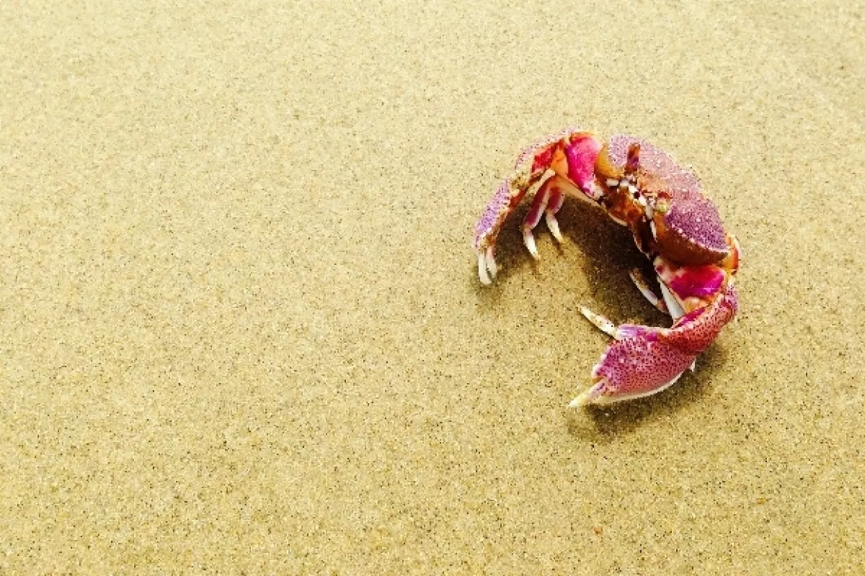 Nova prijetnja okolišu: Račići mikroplastiku pretvaraju u nanoplastiku