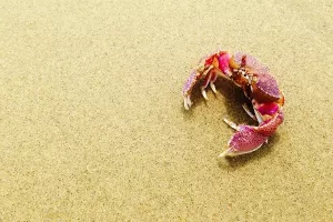 Nova prijetnja okolišu: Račići mikroplastiku pretvaraju u nanoplastiku